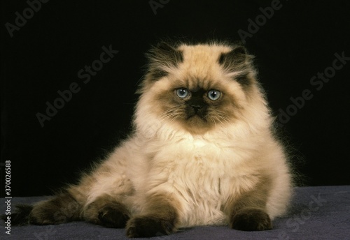 Colourpoint Persian Domestic Cat, Kitten against Black Background