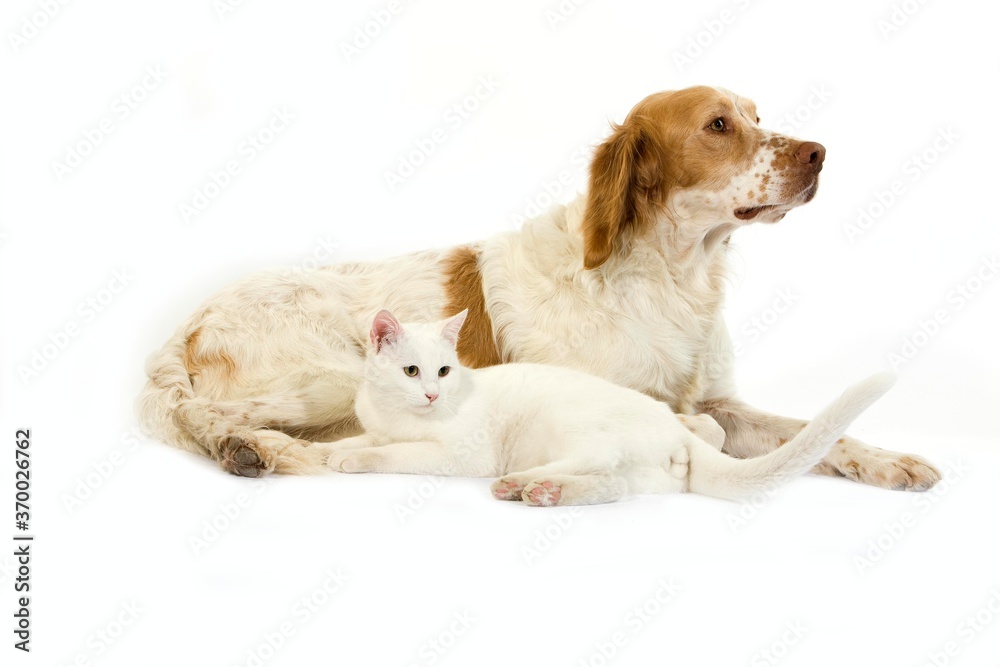 French Spaniel Dog (Cinnamon Color) with White Domestic Cat against White Background