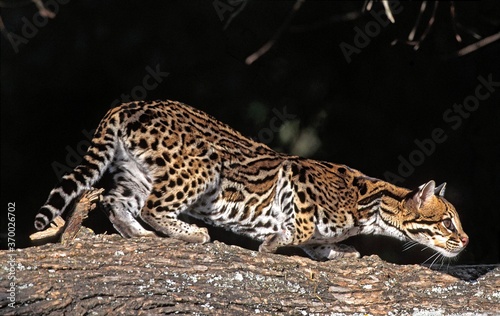 Ocelot, leopardus pardalis, Adult standing on Branch