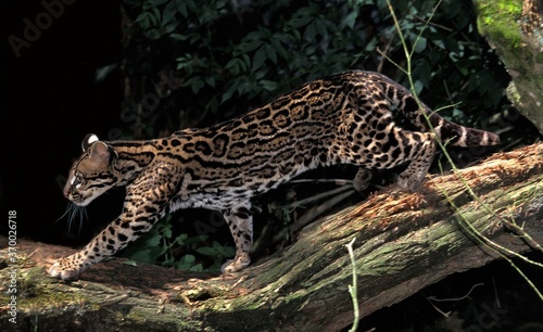 Ocelot, leopardus pardalis, Adult photo