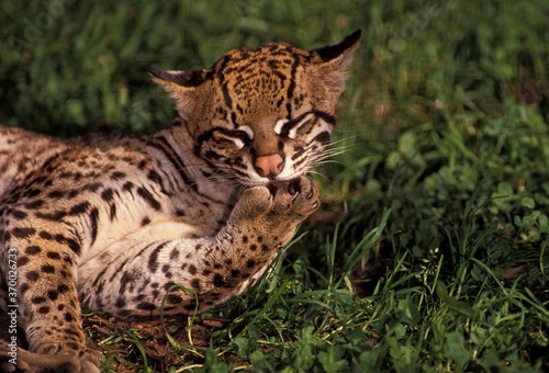 Ocelot, leopardus pardalis, Adult Licking its Leg © slowmotiongli