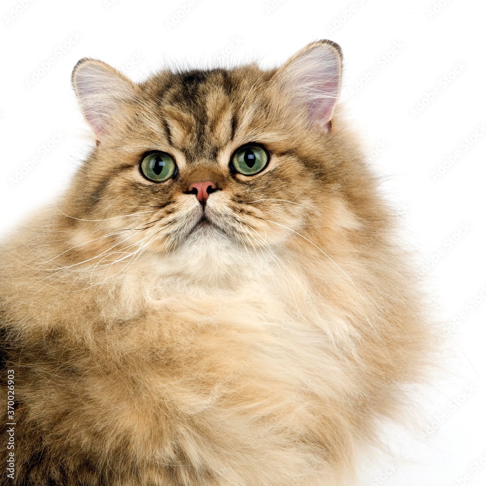 Golden Persian Domestic Cat, Portrait of Adult against White Background