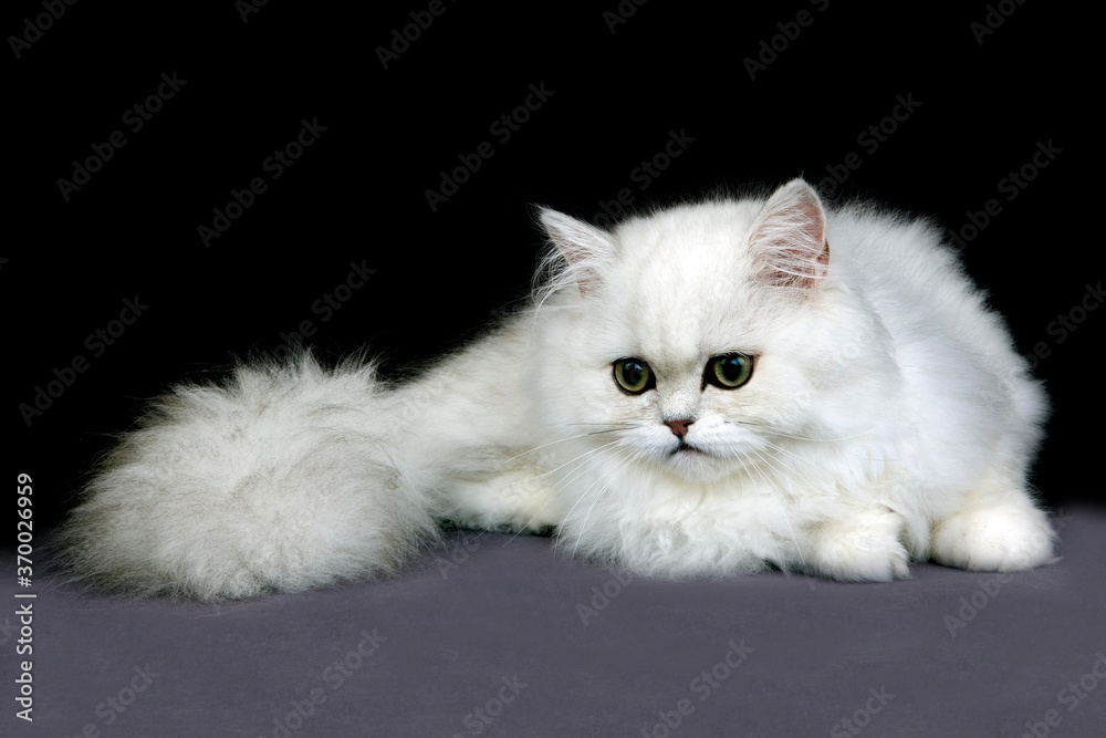 Chinchilla Persian Domestic Cat, Adult against Black Background