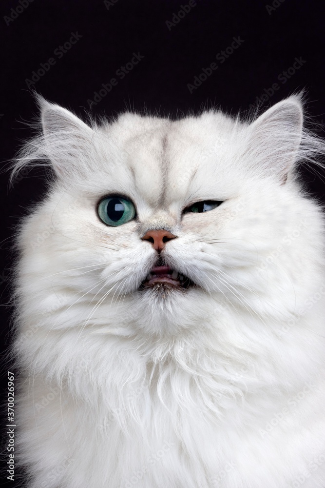 Chinchilla Persian Domestic Cat, Portrait of Adult with Funny Face against Black Background