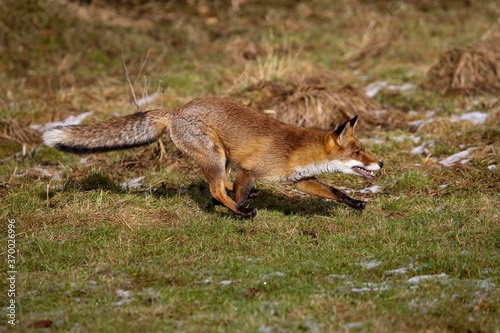 Fototapeta Naklejka Na Ścianę i Meble -  Red Fox, vulpes vulpes, Adult Running, Normandy