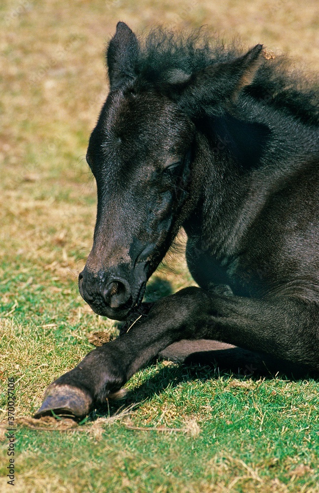 Pottok Horse, Foal laying down on Grass