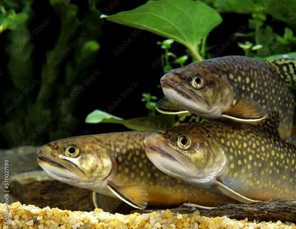 Brook Trout, salvelinus fontinalis, Adult Brook Trout, salvelinus fontinalis, Adult