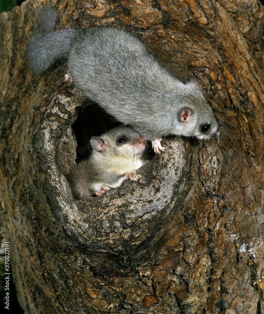 Edible Dormouse, glis glis, Pair standing at Nest Entrance Edible Dormouse, glis glis, Pair standing at Nest Entrance