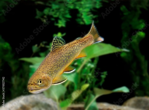 Brook Trout, salvelinus fontinalis, Adult photo