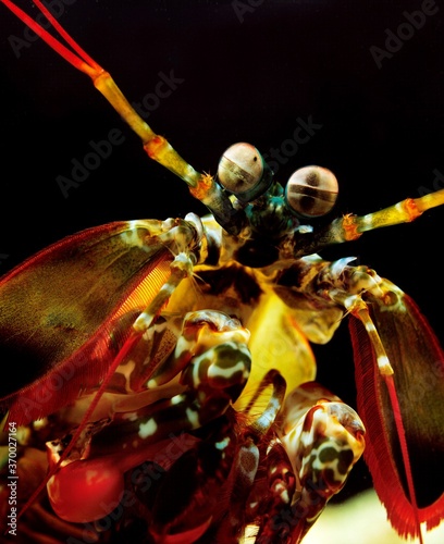 Peacock Mantis Shrimp, odontodactylus scyllarus, Portrait photo