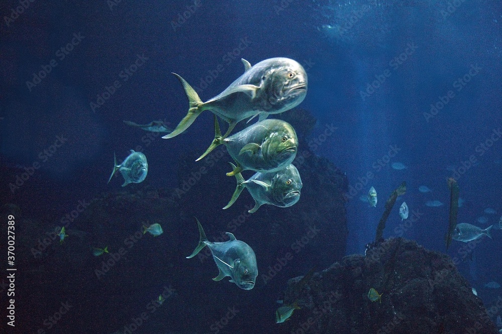 Fototapeta premium Salt Water Aquarium, Lisboa in Portugal