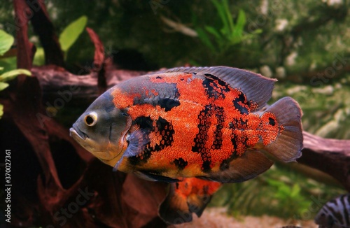 Tiger Oscar Fish, astronotus ocellatus, Adult