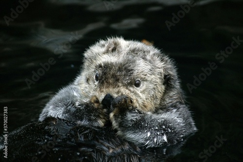 Sea Otter, enhydra lutris, Adult grooming Fur, California © slowmotiongli