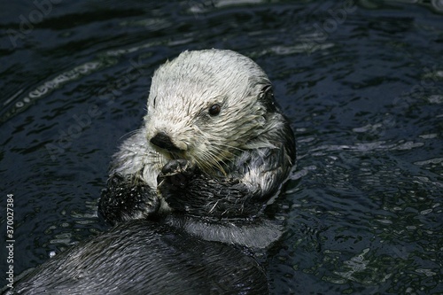Sea Otter, enhydra lutris, Adult, California