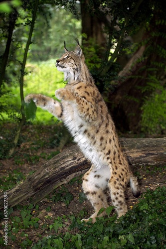 European Lynx, felis lynx, Adult standing on Hind Legs, Hunting