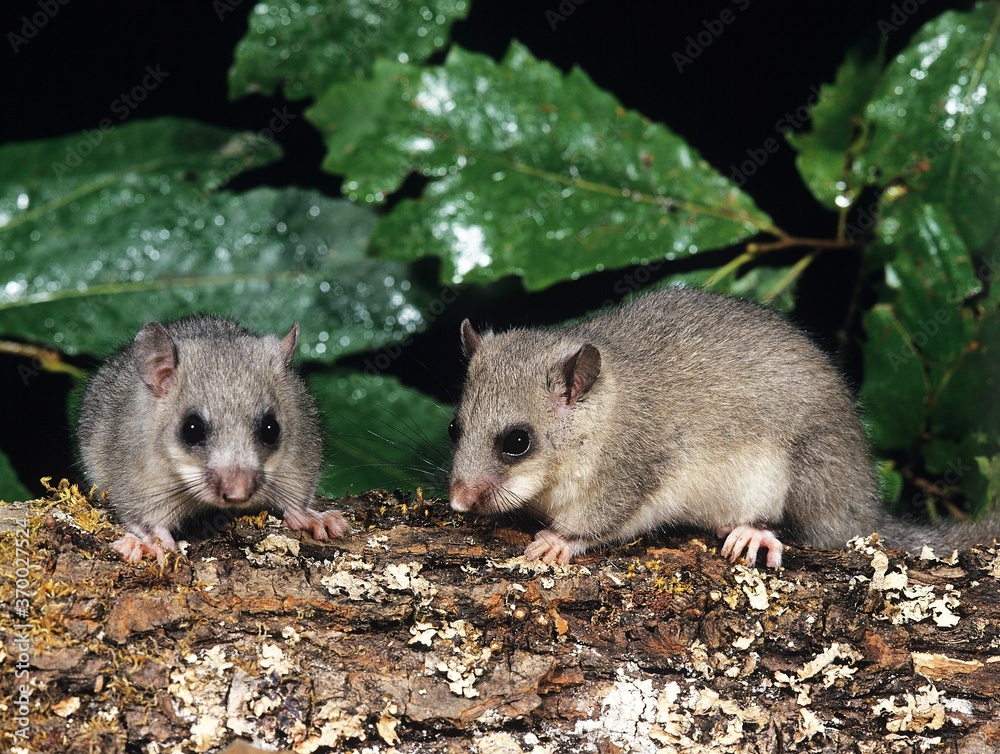 Edible Dormouse, glis glis, Pair Edible Dormouse, glis glis, Pair