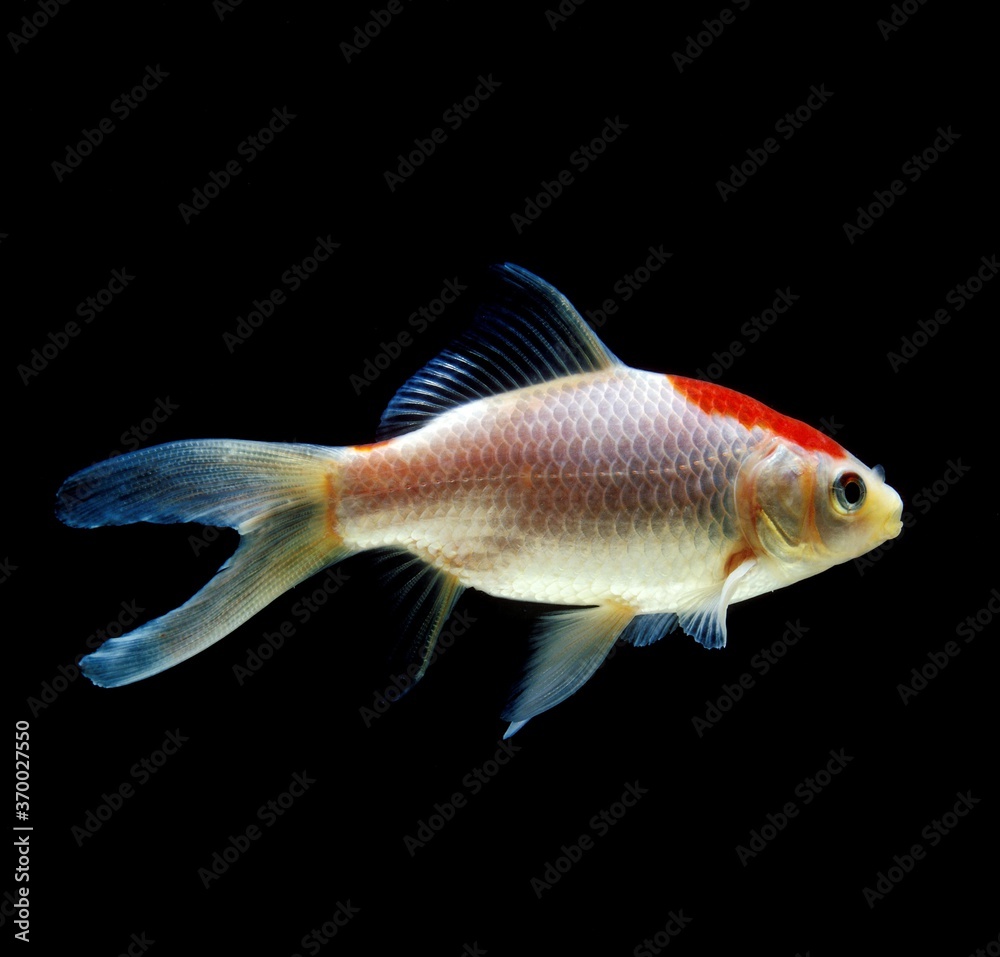 Comet Goldfish, carassius auratus, Adult Comet Goldfish, carassius auratus, Adult