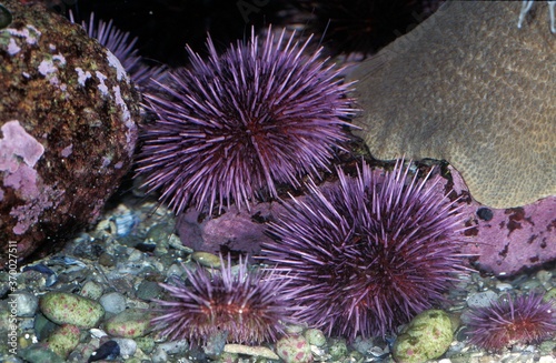 Purple Sea Urchin, strongylocentrotus purpuratus, California © slowmotiongli