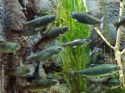 Rainbow Trout, salmo gairdneri, Shoal of Fishes