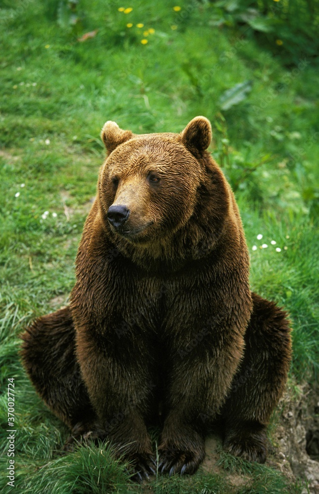 Brown Bear, ursus arctos, Adult sitting on Grass Brown Bear, ursus arctos, Adult sitting on Grass