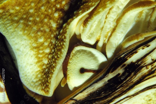 Nautilus, nautilus macromphalus, Close up of Head photo