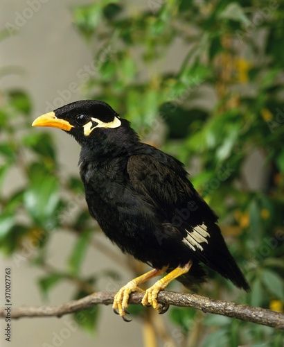 Photography Hill Mynah, gracula religiosa, Adult standing on Branch