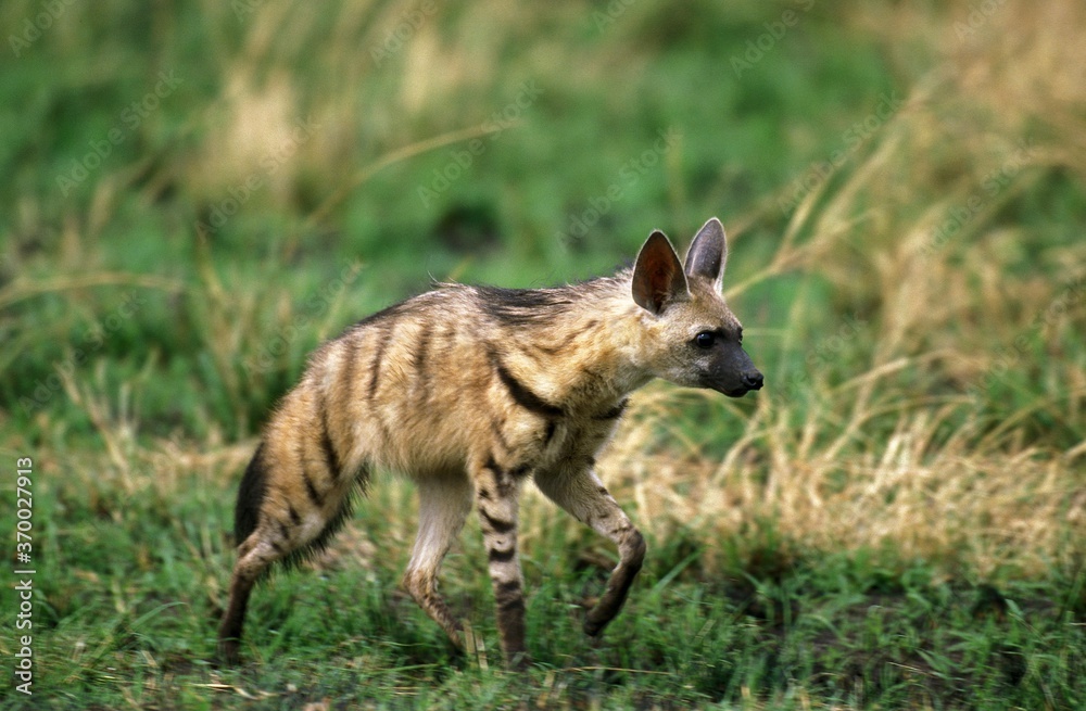 Aardwolf, proteles cristatus, Adult walking through Savannah, Kenya Aardwolf, proteles cristatus, Adult walking through Savannah, Kenya
