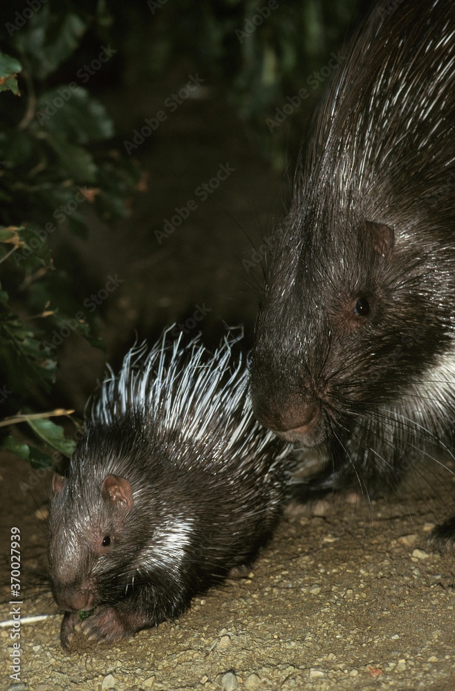 Crested Porcupine, hystrix cristata, Female with Young Crested Porcupine, hystrix cristata, Female with Young