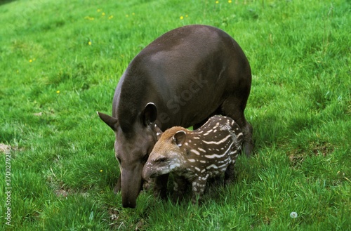 Lowland Tapir, tapirus terrestris, Female with Calf