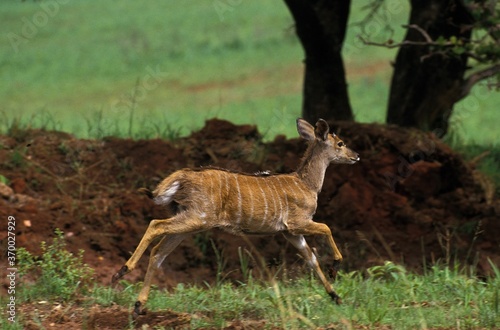 Nyala, tragelaphus angasi, Female, Kenya photo