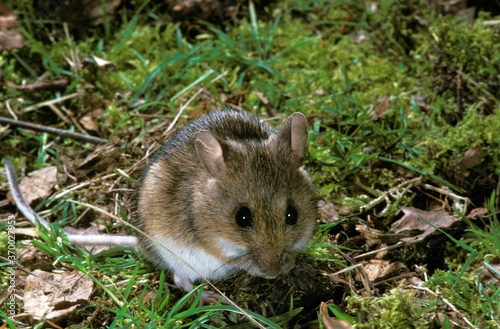 Long-Tailed Field Mouse, apodemus sylvaticus, Adult