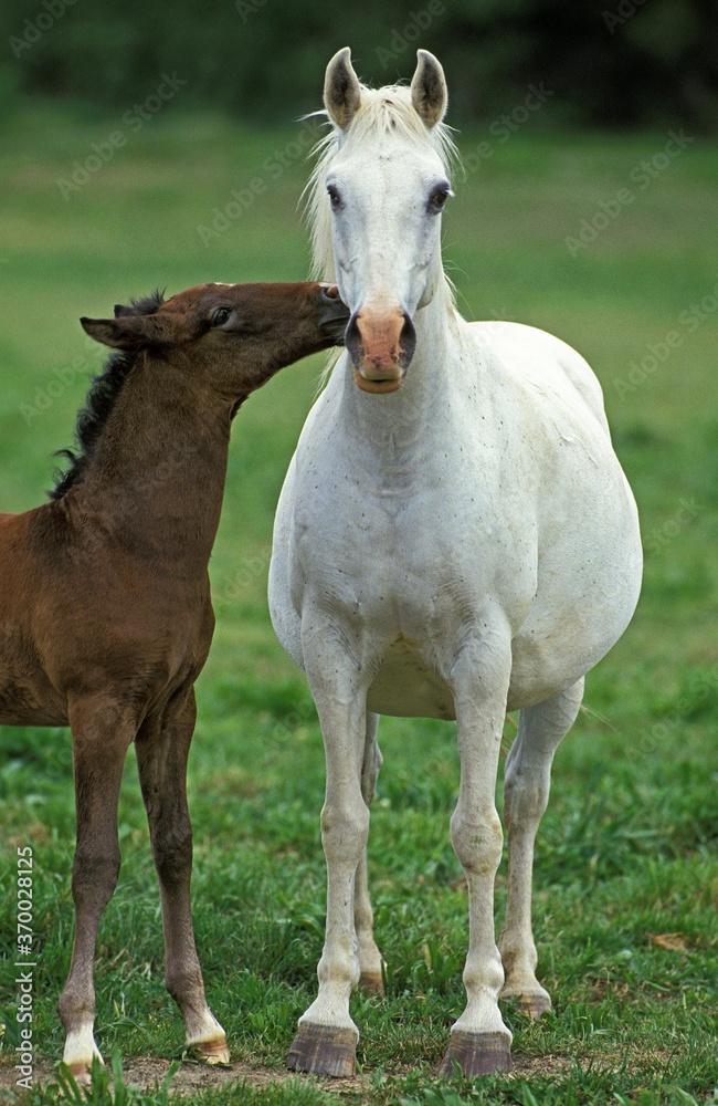 Fototapeta premium Lipizzan Horse, Mare with Foal