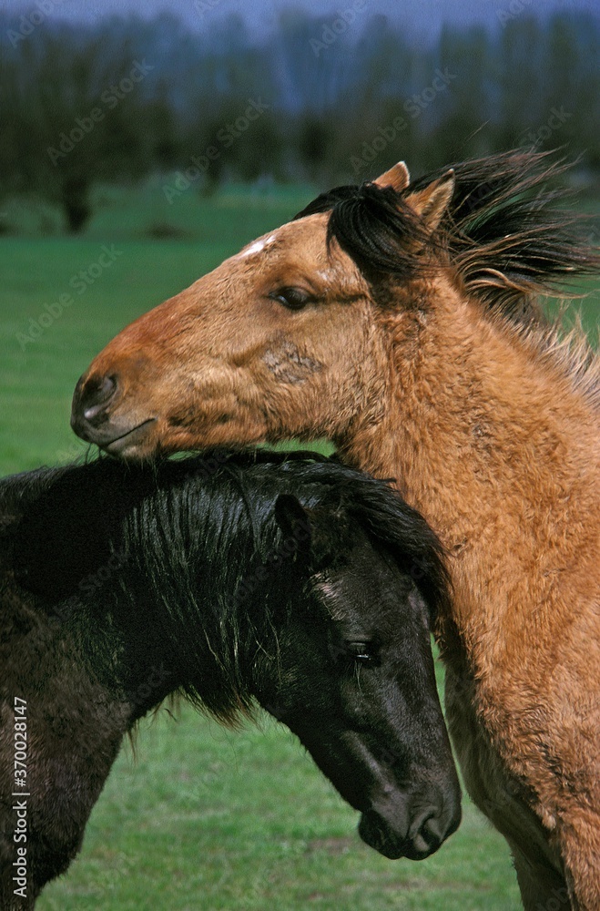 Obraz premium French Saddle Pony, Portrait of Adult