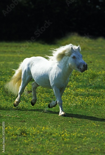 Shetland Pony, Adult galloping through Meadow