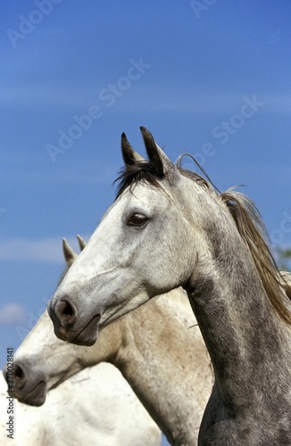 Lipizzan Horse, Portrait of Adults