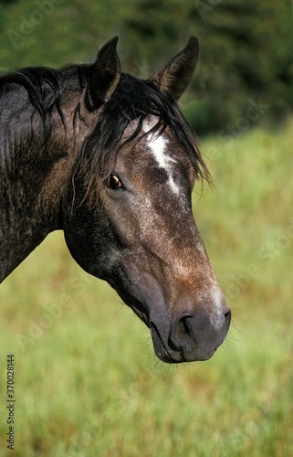Lipizzan Horse, Portrait of Adult © slowmotiongli
