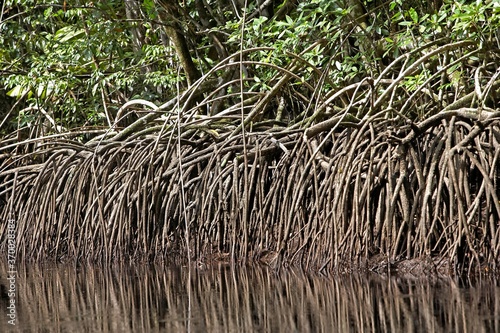 Mangrove in Orinoco Delta, Venezuela photo