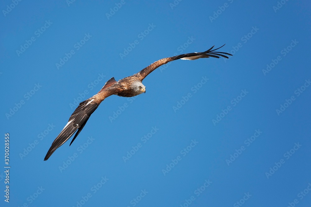 Red Kite, milvus milvus, Adult in Flight against Blue Sky Red Kite, milvus milvus, Adult in Flight against Blue Sky