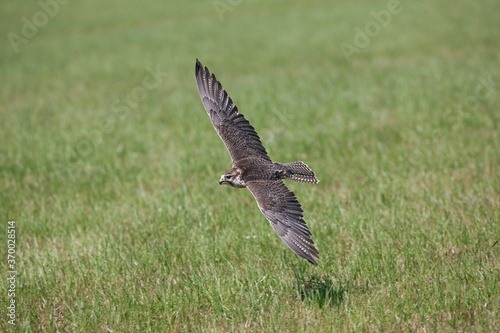 Saker Falcon, falco cherrug, Adult in Flight © slowmotiongli
