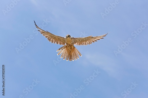 Saker Falcon, falco cherrug, Adult in Flight photo