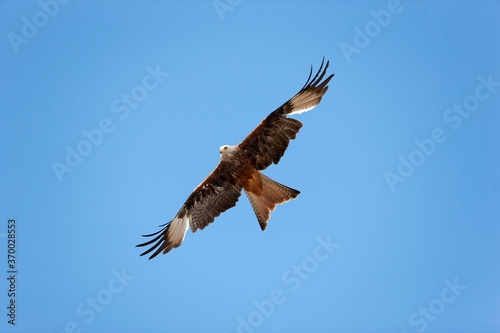 Red Kite  milvus milvus  Adult in Flight against Blue Sky