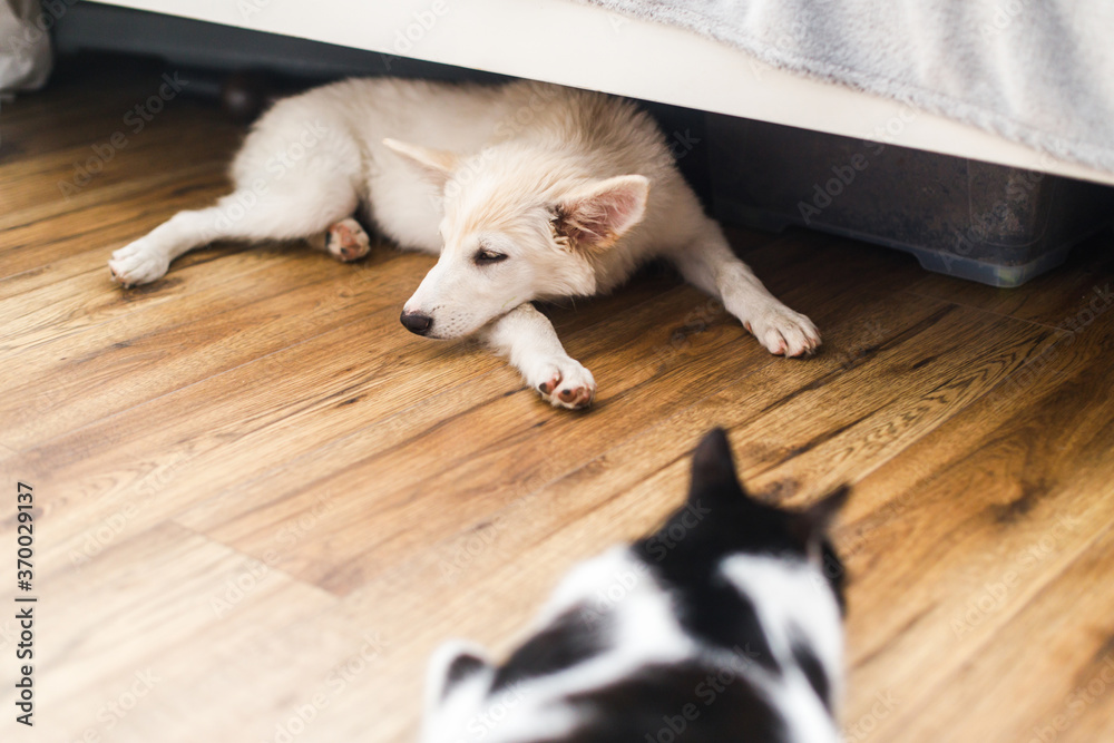 Adorable white fluffy puppy and cat sleeping together on floor in bedroom. Adoption concept. Cute puppy lying on floor under bed with friend cat in room