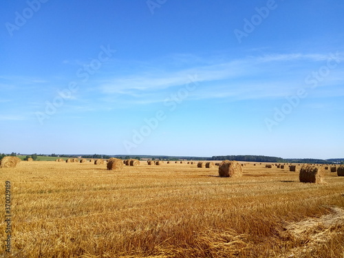  field with harvested wheat in stacks