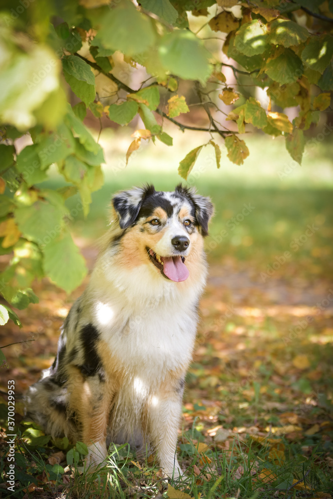 Australian shepherd is sitting on the road. She is very happy outside in autumn. Australian shepherd is sitting on the road. She is very happy outside in autumn.