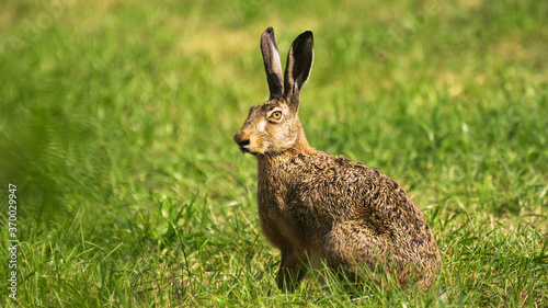  European hare (Lepus europaeus)
