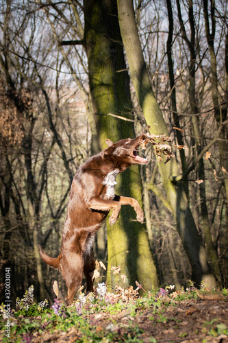 Crazy brown border collie is catching leaves in air. She is so crazy dog.
