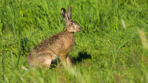  European hare (Lepus europaeus) © Harald