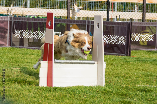 Photo from Flyball schampionship in Pesopark in Prague. I love dogs on that. There was best dog -from czech republic.
