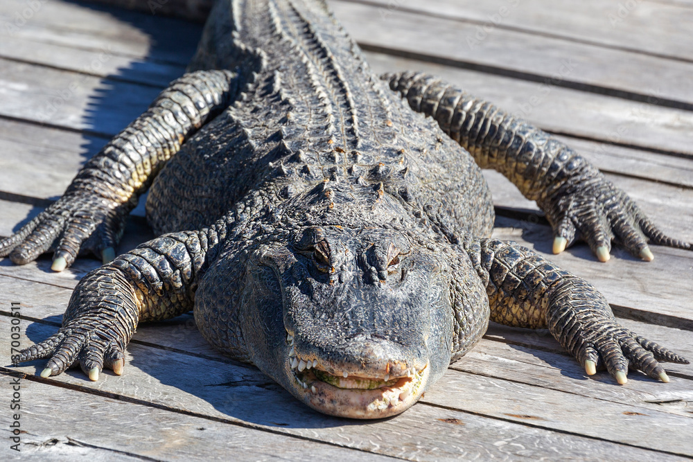 Fototapeta premium A crocodile lying on wooden boards in the middle of the water and basking in the sun.
