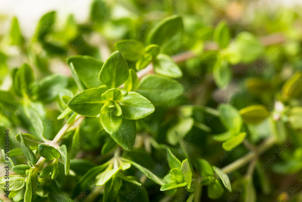 Raw Green Organic Thyme Herb Raw Green Organic Thyme Herb